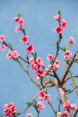 Pink blossoming peach branch against blue spring sky