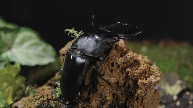 Dorcus titanus typhon. Serrognathus titanus is a species of beetle in the family Lucanidae.