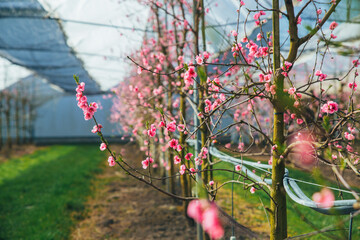 OrcFlowering branch of peach tree among other trees in the gardenhard with peach trees in bloom