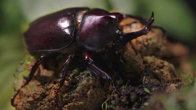 A beetle is climbing on a rock. kabutomushi beetle Japanese. Rhinoceros beetle. Allomyrina dichotomous septentrionalis.