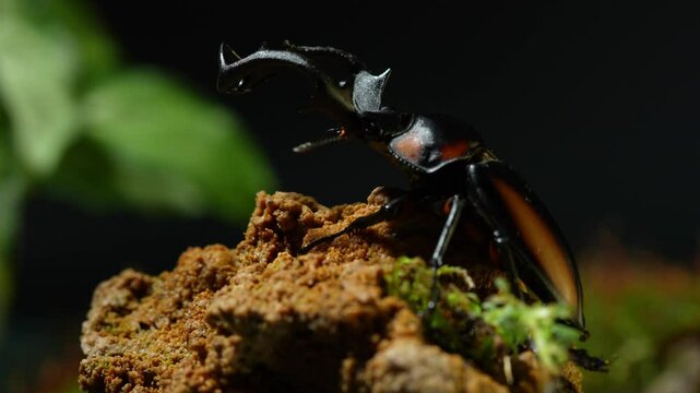 Thai Golden Hart Stag Beetle. Rhaetulus crenatus speciosus. Area collect North Thailand.
