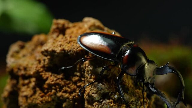 Thai Golden Hart Stag Beetle. Rhaetulus crenatus speciosus. Area collect North Thailand. The beetle walks down the rocky hill.