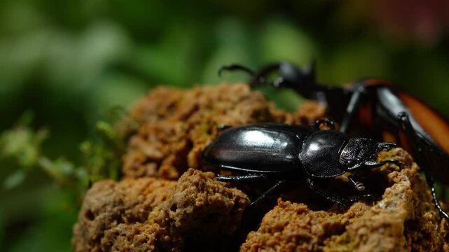 Thai Golden Hart Stag Beetle. Rhaetulus crenatus speciosus. Area collect North Thailand. Male and female beetles in mating season.