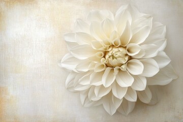 Isolated white dahlia flower with textured background