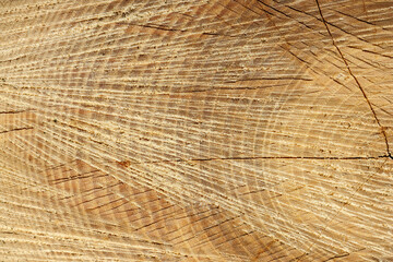 Fototapeta premium Tree Trunk Cross Section with Growth Rings