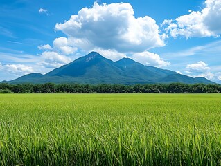 Fototapeta premium Mountain View Rice Field