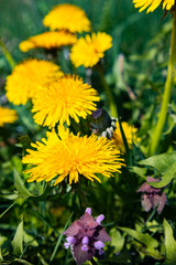 Close-up of blooming yellow dandelions in a grassy field on a sunny day.