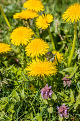 Close-up of blooming yellow dandelions in a grassy field on a sunny day.