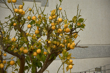 Lemon tree full of ripe yellow lemons growing in a garden near a wall