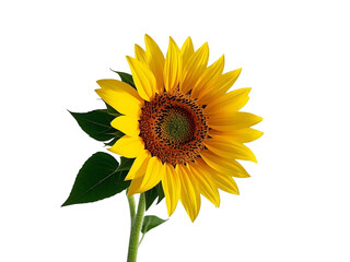 Obraz premium Blooming sunflower isolated on white background, png