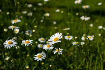 Fototapeta premium Ox-eye Daisy (Leucanthemum vulgare) in a garden - secret garden