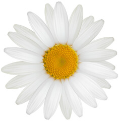 daisy isolated on white