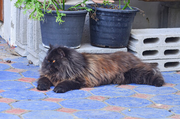 Beautiful black persian cat