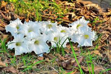 White Stereospermum serrulatua
