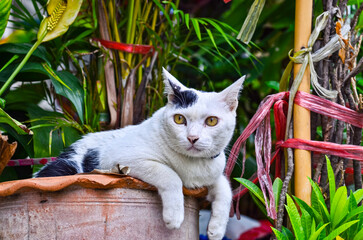 Beautiful White Thai cat