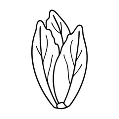 endive icon, endive line art - simple line art of endive, perfect for endive logos and icons