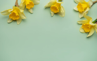 Daffodils creating a border on pastel green background