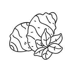 jerusalem artichoke icon, jerusalem artichoke line art - simple line art of jerusalem artichoke, perfect for jerusalem artichoke logos and icons