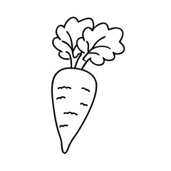 parsnip icon, parsnip line art - simple line art of parsnip, perfect for parsnip logos and icons