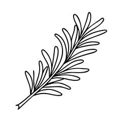 Fototapeta premium rosemary sprig icon, rosemary sprig line art - simple line art of rosemary sprig, perfect for rosemary sprig logos and icons