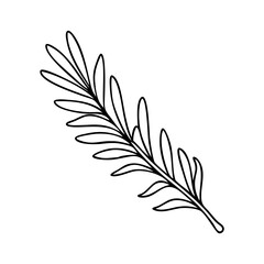 Fototapeta premium rosemary sprig icon, rosemary sprig line art - simple line art of rosemary sprig, perfect for rosemary sprig logos and icons