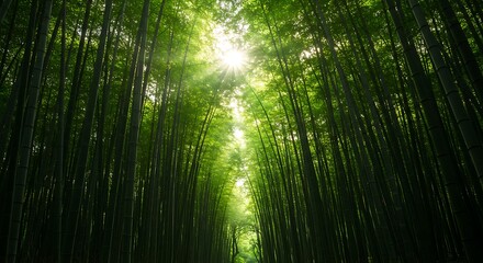 Fototapeta premium Lush Bamboo Forest with Sunlight Shining Through Creating a Peaceful Landscape