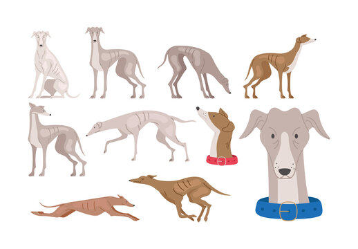 Colorful Greyhound Dog Character Illustration Set
