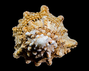 Giant Frog Snail Shell Isolated: Detailed Texture on Black Background