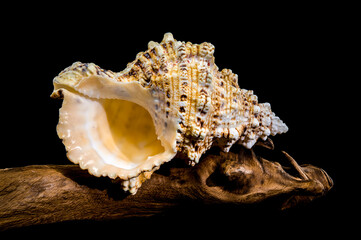 Giant Frog Snail Shell on Driftwood: Textured Detail on Black