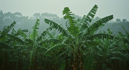 Obraz premium Lush Green Banana Plants in Misty Morning Sunlight Within a Tropical Landscape