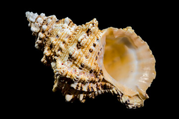 Giant Frog Snail Shell Isolated: Detailed Texture on Black Background