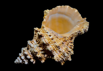 Giant Frog Snail Shell Isolated: Detailed Texture on Black Background