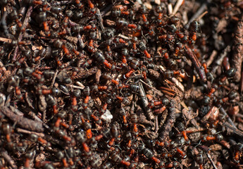 Ants in an anthill in the forest