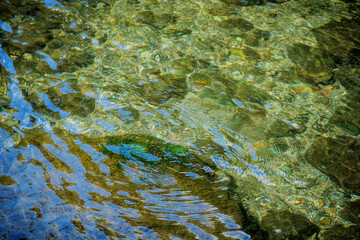 夏の森の中にある川