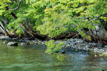 夏の森の中にある川