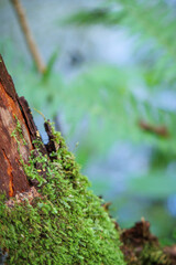 木の幹に生えた苔