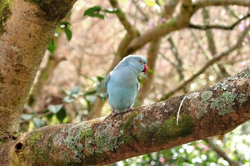 Blue Indian Ringneck Parrot Perched on Tree Branch