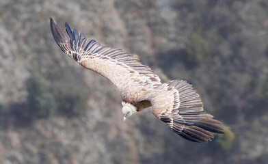 Vautour fauve, Gorges du Verdon, Alpes de Haute Provence, France