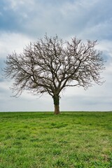 A solitary leafless tree stands in an open field beneath a gray, cloudy sky. The minimalist composition exudes tranquility, silence, and a sense of seasonal transition.