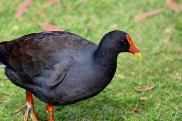Purple Swamphen Walking on Grass
