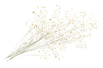Delicate dry Gypsophila flowers arranged in a natural, loose cluster with small isolated on white background-