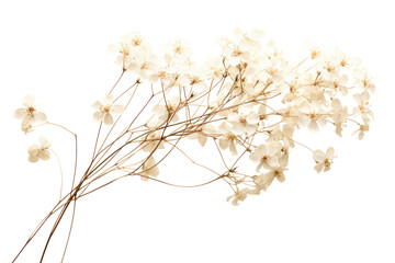 A simple composition of Gypsophila dried flowers, with a light, isolated on white background
