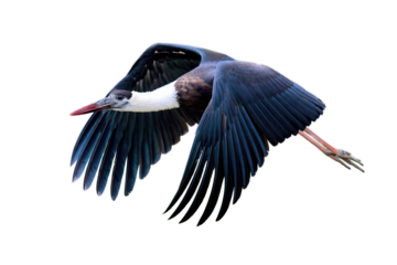 Flying Woolly-Necked Stork Isolated on Transparent Background