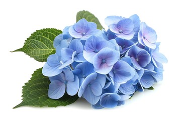 Obraz premium Purple Hydrangea Isolated on White Background. Beautiful Hydrangea Flower