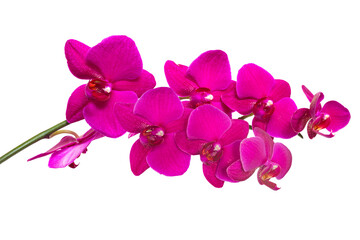 Obraz na płótnie Canvas Red orchid flower without background.