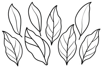 Plantain Leaf Line Art Design for Botanical Illustration Project  