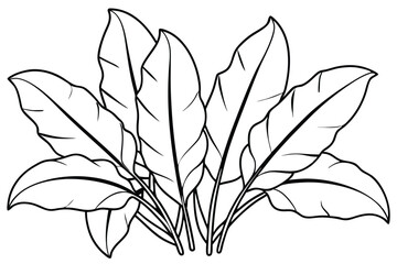 Plantain Leaf Line Art Drawing for Natural Artwork Display 