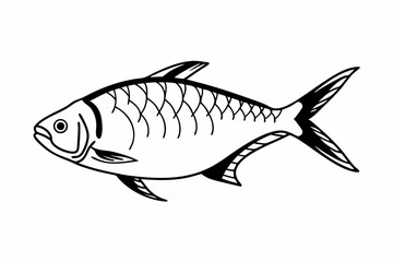 fish on a white background