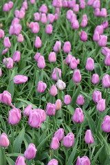 Pink tulips in a spring garden