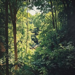 Fototapeta premium Lush forest sunlight streaming through green tree canopy close up nature scene